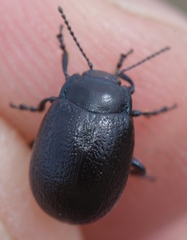 Chrysolina interstincta