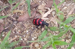 Hycleus biundulatus