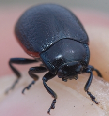 Chrysolina interstincta