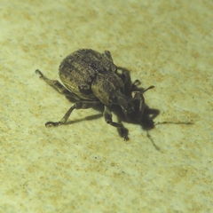 Brachypera zoilus