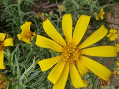 Osteospermum spinosum