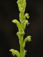 Microtis parviflora