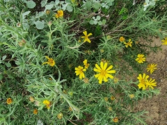 Osteospermum spinosum