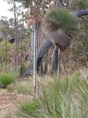 Xanthorrhoea preissii