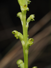 Microtis parviflora