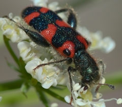 Trichodes leucopsideus