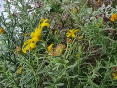 Osteospermum spinosum