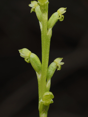 Microtis parviflora