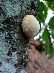 Hericium