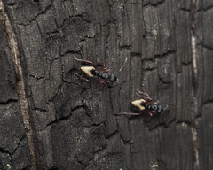 Dolichoderus scabridus