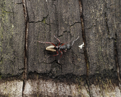 Dolichoderus scabridus