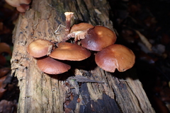 Kuehneromyces