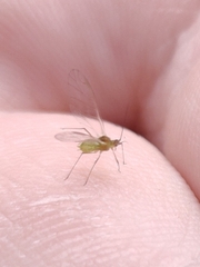 Macrosiphum