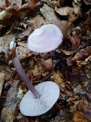 Mycena pura