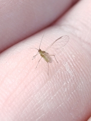 Macrosiphum