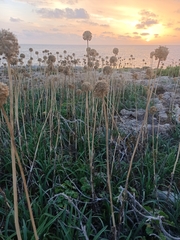 Allium ampeloprasum