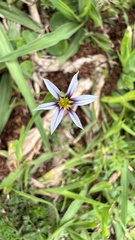 Sisyrinchium micranthum
