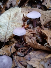 Mycena pura