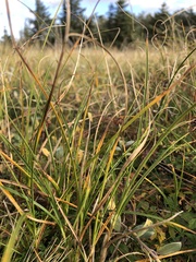 Carex arenaria