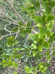 Ligustrum ovalifolium