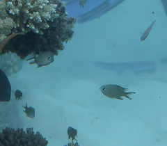 Chromis weberi