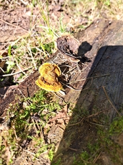 Pycnoporellus fulgens