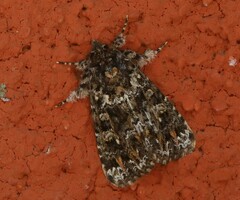 Callopistria latreillei