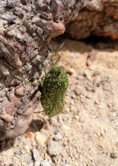 Physemacris variolosa