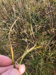 Carex arenaria