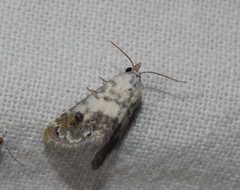 Acontia