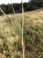 Carex arenaria