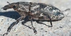 Cyphocleonus testatus