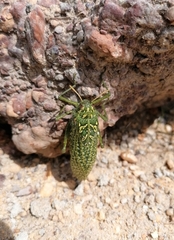 Physemacris variolosa