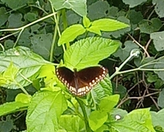 Euploea core