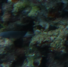 Pycnochromis margaritifer