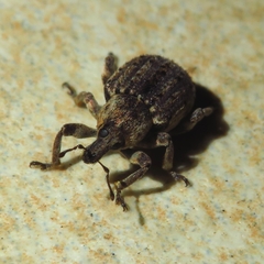 Brachypera zoilus