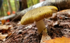Tricholoma subsejunctum