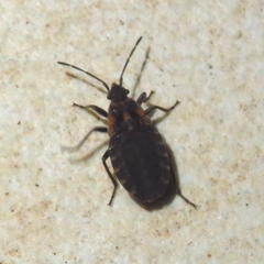 Apterola kuenckeli