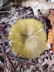 Tricholoma subsejunctum