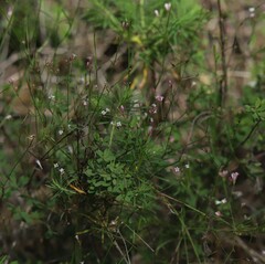 Asperula cynanchica