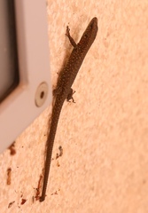 Algyroides nigropunctatus