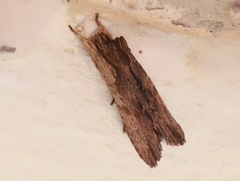 Lithophane semibrunnea