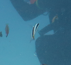 Thalassoma amblycephalus