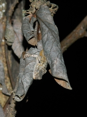 Sceloporus grammicus
