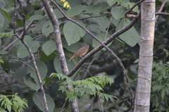 Tachyphonus coronatus