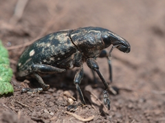 Leucophyes pedestris