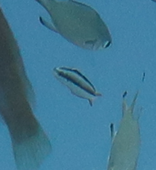Thalassoma amblycephalus