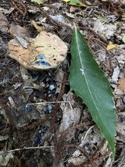 Gyroporus cyanescens