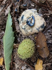 Gyroporus cyanescens