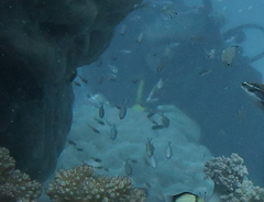 Chromis weberi